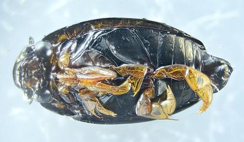 Gyrinus substriatus